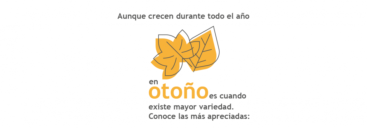 setas en otoño